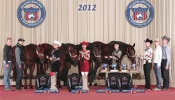 2012 Quarter Horse Congress